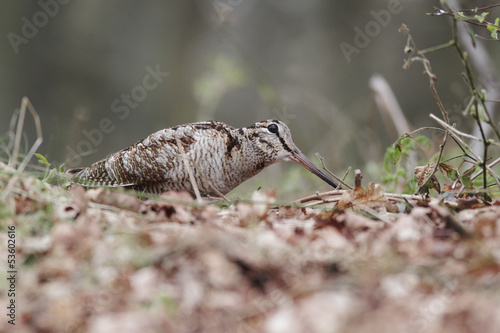 Fotografie Woodcock, Scolopax rusticola