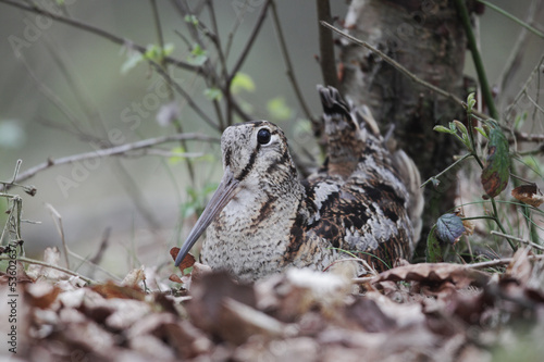 Photography Woodcock, Scolopax rusticola