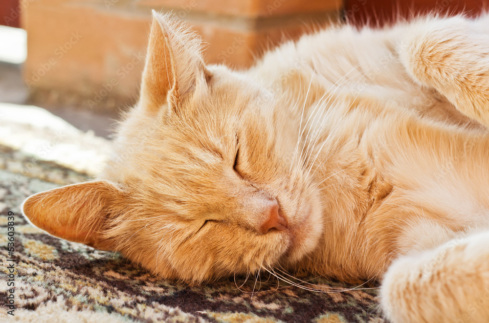 Sleeping red cat Sleeping red cat