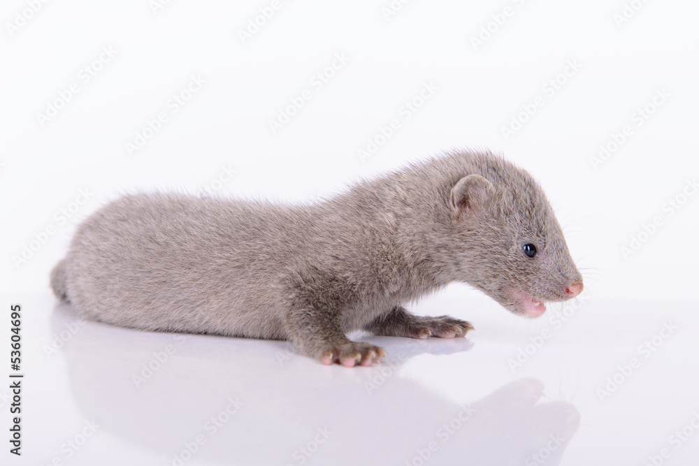 Obraz premium gray animal mink