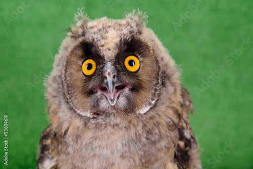 Great Horned Owl