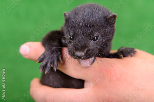 small animal mink
