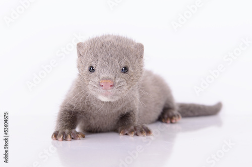 Photos gray animal mink