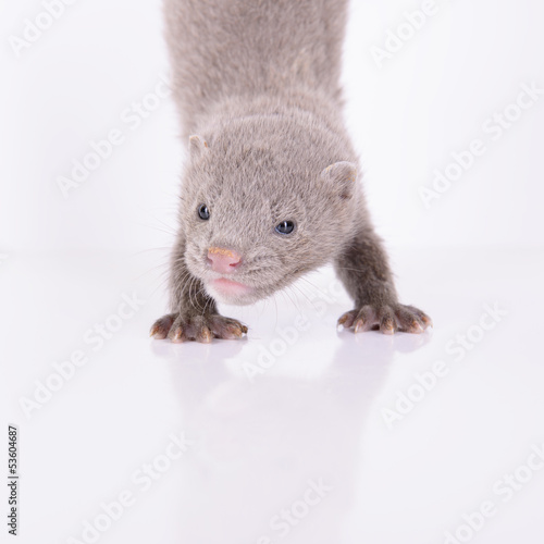 small gray mink