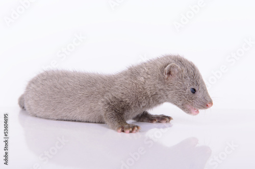 gray animal mink