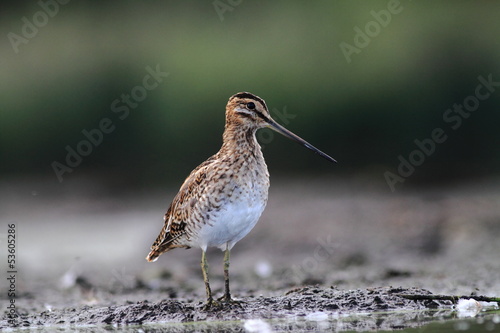 Common Snipe Gallinago gallinago photo