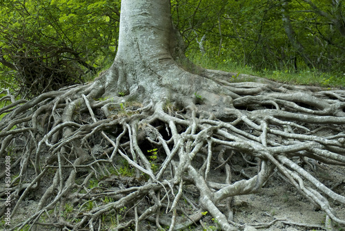 Exposed tree roots from erosion. Møns Klint, Denmark.