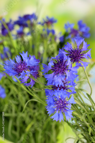 Beautiful bouquet of cornflowers on green background