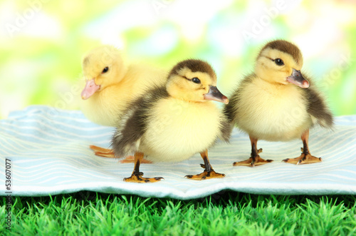 Cute ducklings on fabric, on green grass, on bright background