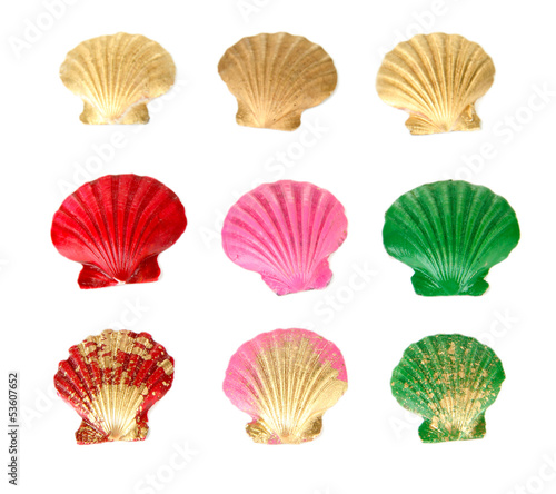 Colorful seashells  isolated on white