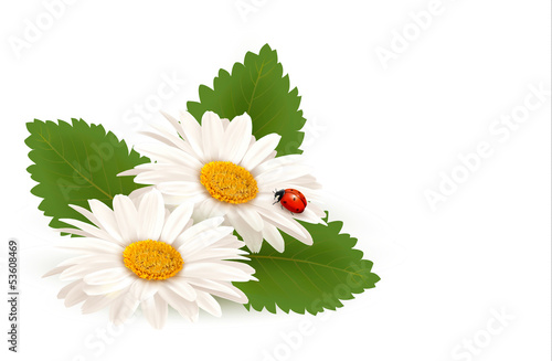 Nature summer daisy flower with ladybug. Vector illustration.