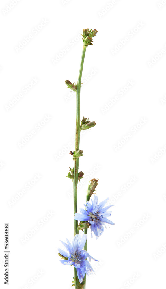 Chicory flowers, isolated on white