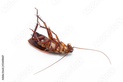 Dead cockroach isolated on a white background © japhoto