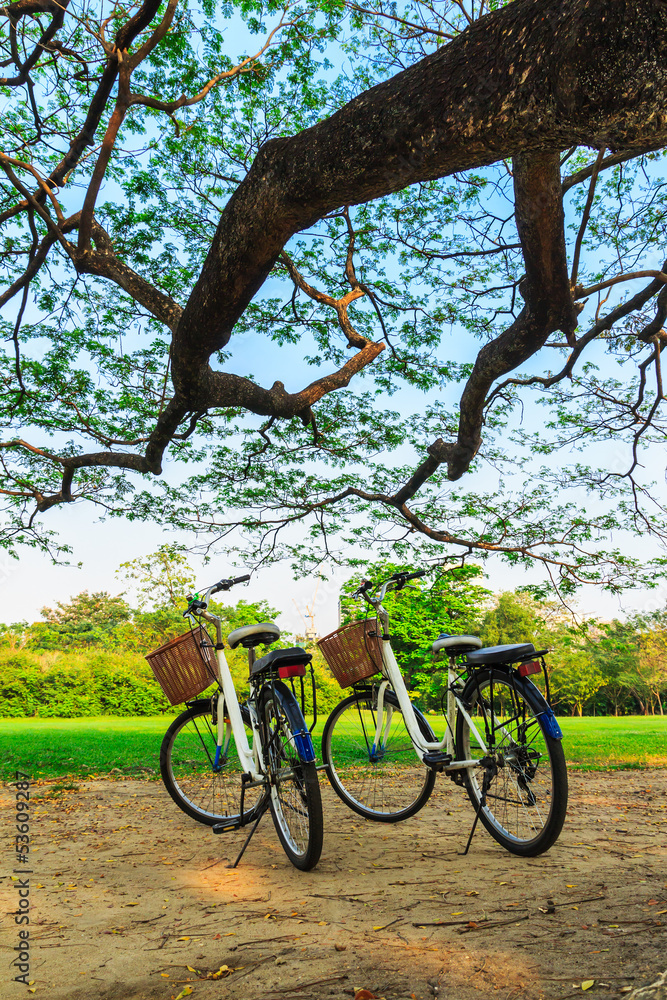 bicycles under big tree in the park