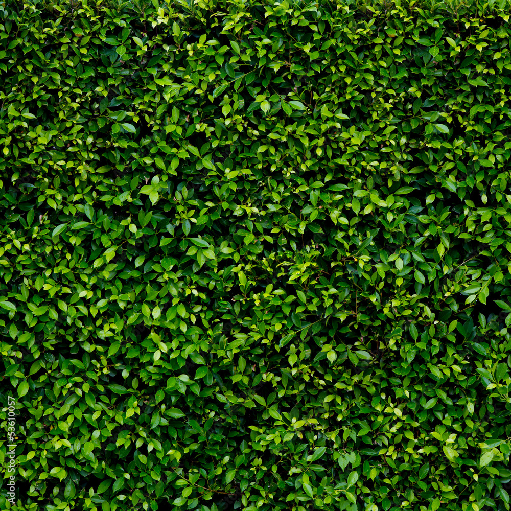 Green leaves texture Green leaves texture