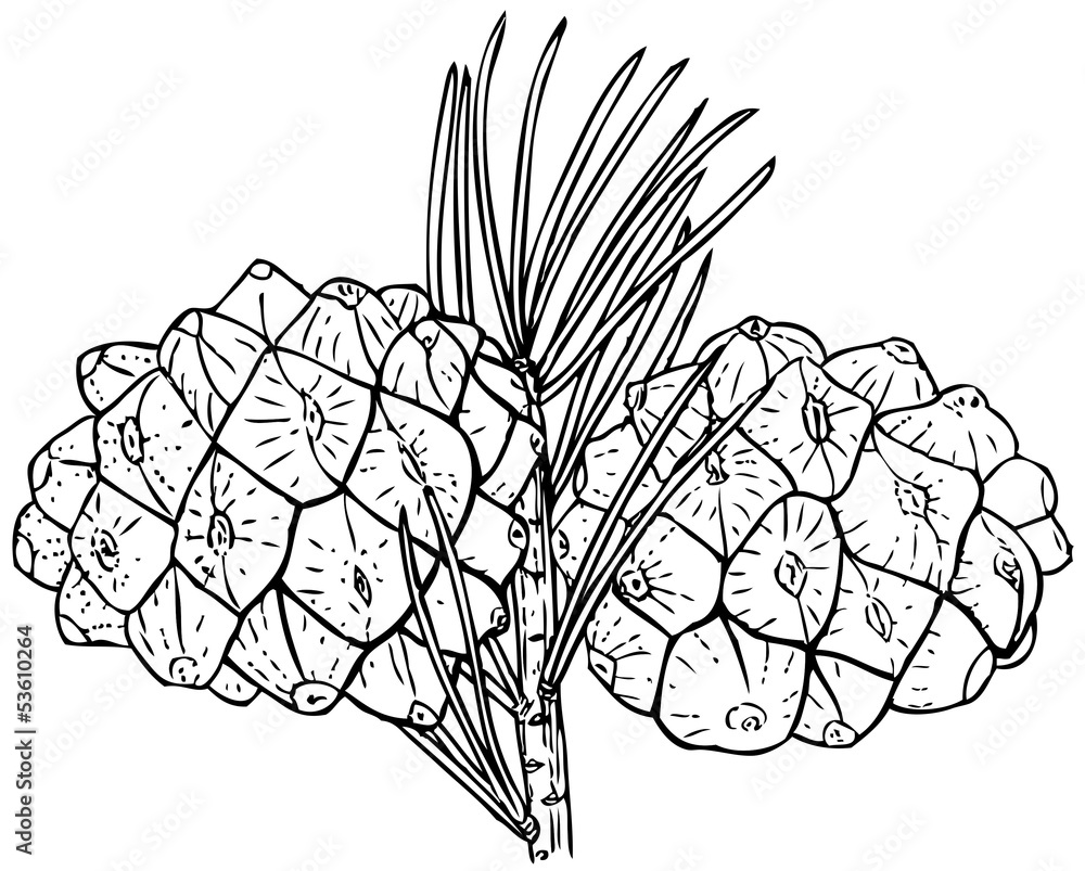Obraz Cones of Plant Pinus bungeana (Lacebark Pine)