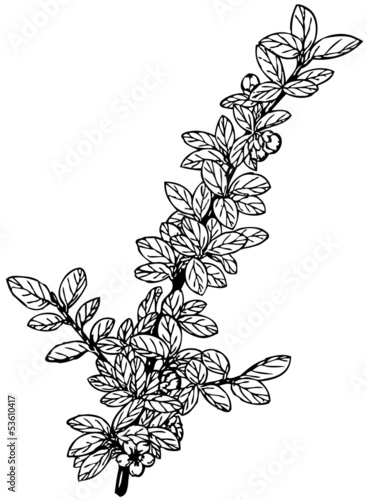 Branch of Plant Cotoneaster buxifolia