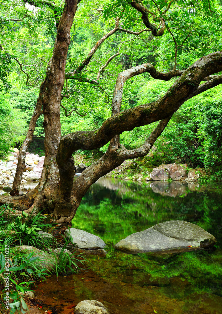 Fototapeta premium Forest with lake