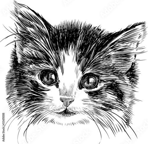 head of a kitten