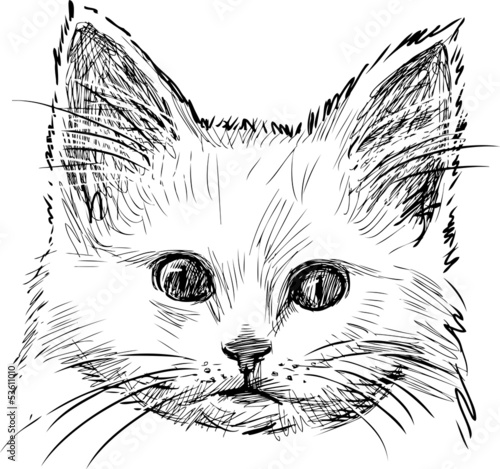 sketch of kitten