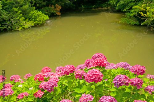 湖と紫陽花 © 歌うカメラマン
