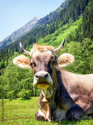 cow © fottoo