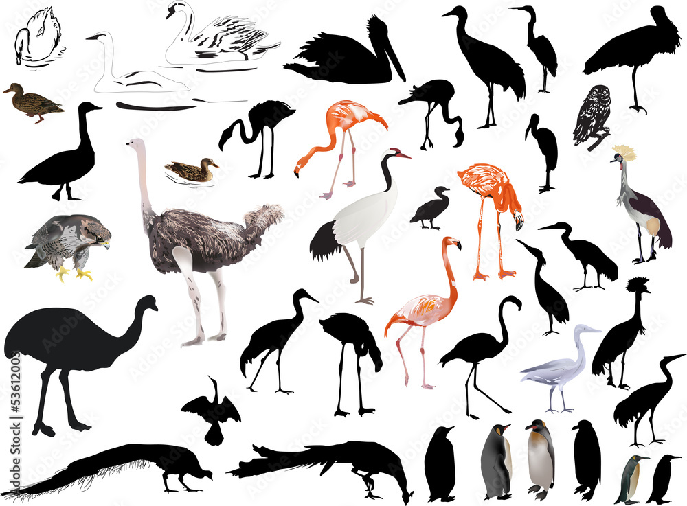 Obraz premium isolated on white large set of birds