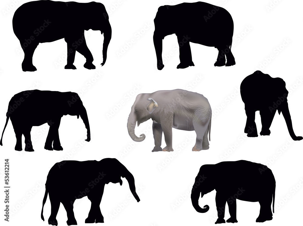 set of seven elephants isolated on white set of seven elephants isolated on white