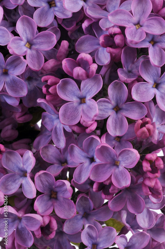 Fleurs de lilas mauve