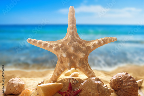 Fototapeta Naklejka Na Ścianę i Meble -  Starfish and seashells on the beach