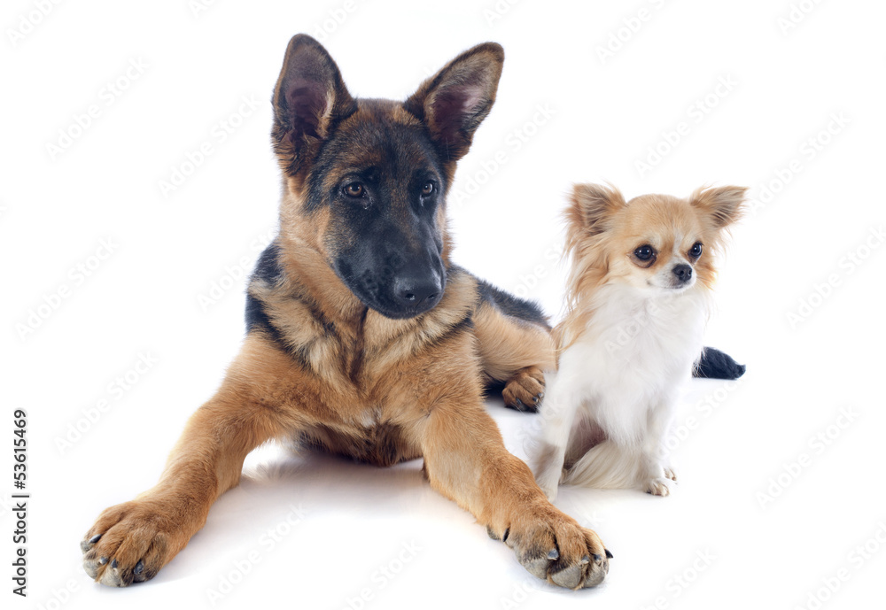 Fototapeta premium puppy german shepherd and chihuahua
