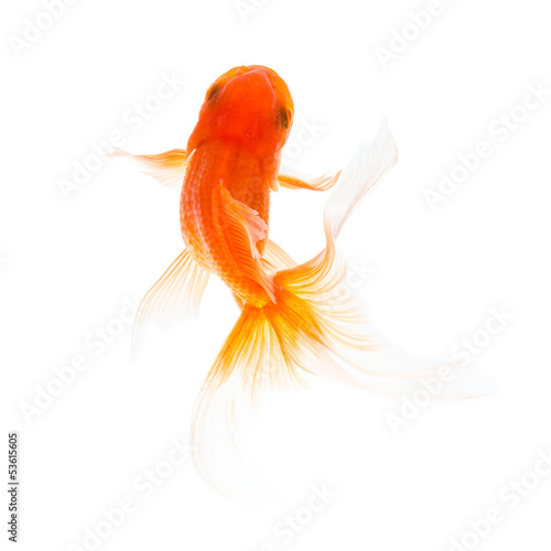 Goldfish swimming