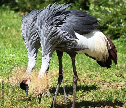 Südafrika-Kronenkranich photo