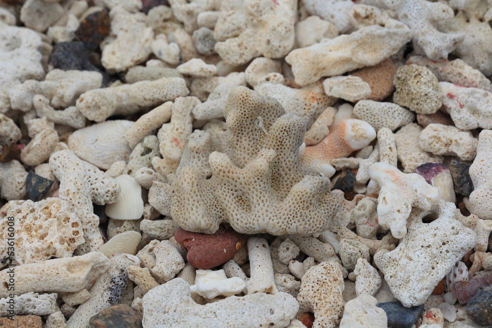 Fossil Corals in Limestone on Samaesarn Beach in Thailand. Fossil Corals in Limestone on Samaesarn Beach in Thailand.