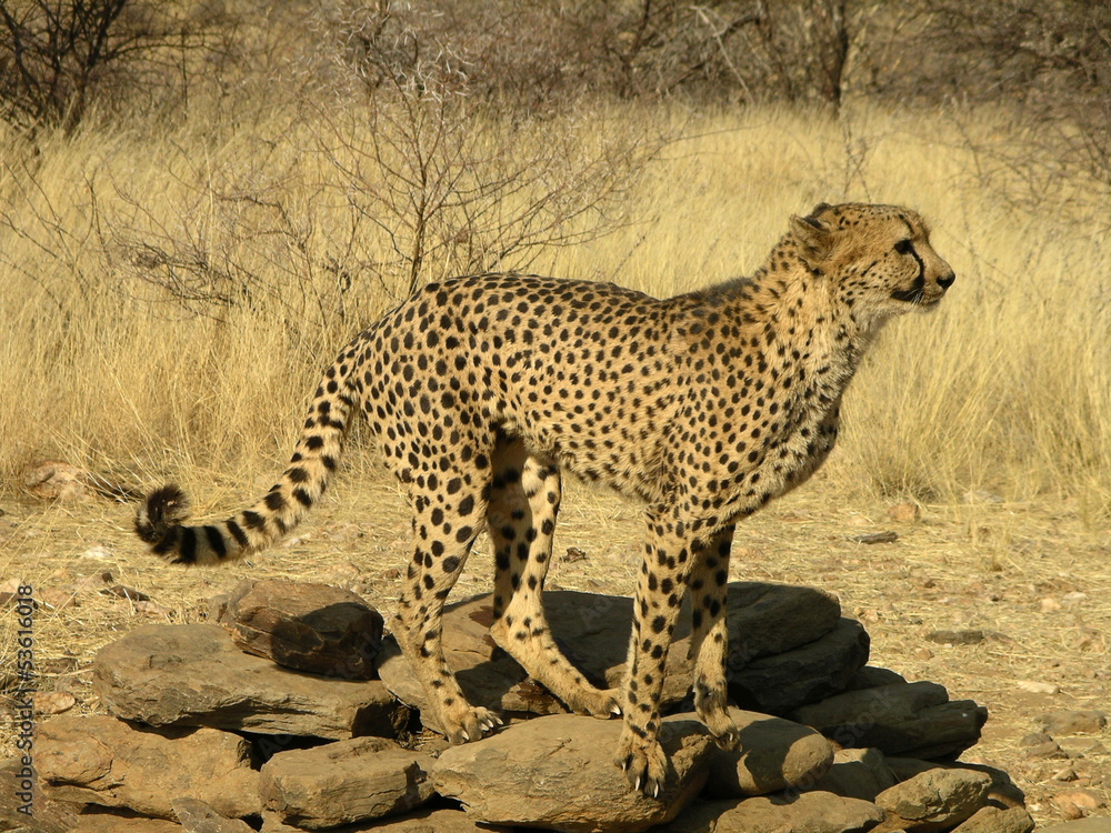 Naklejka premium cheetah