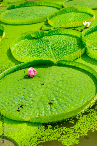 Fototapeta Naklejka Na Ścianę i Meble -  water lily and leaf