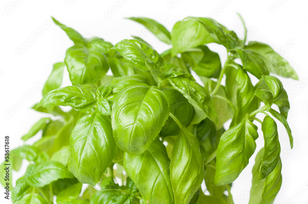 Obraz premium basil