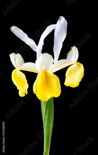 Yellow and white iris flower on black background