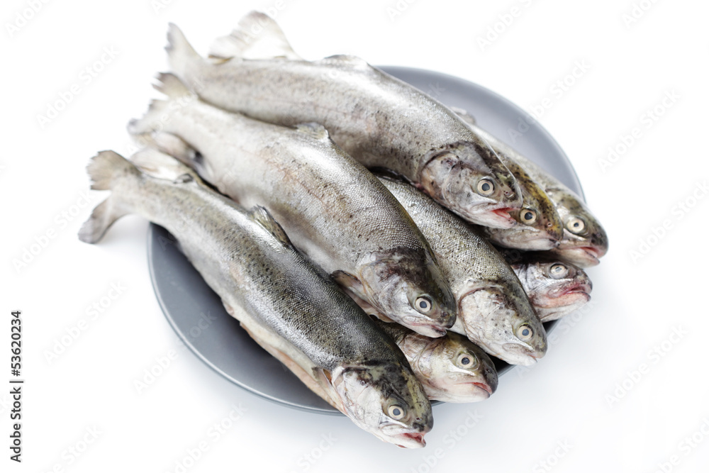 rainbow trout rainbow trout
