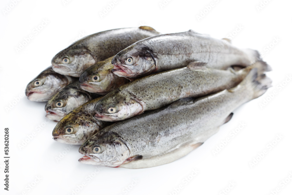 rainbow trout rainbow trout