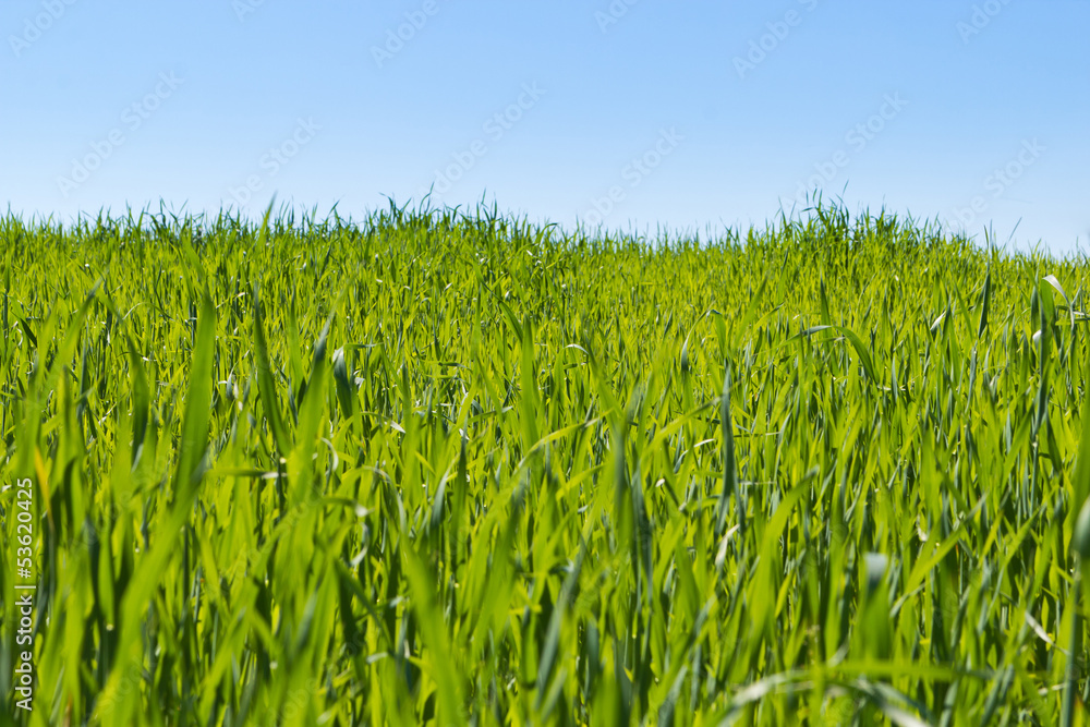 Obraz premium green grass and sky