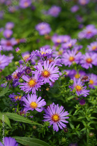 Aster novi-belgii D.M. Harrison