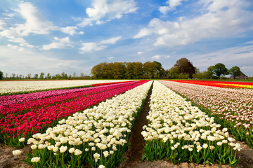 Wandcirkels Tulp Kleurrijke tulpenvelden bij Alkmaar  © Olha Rohulya