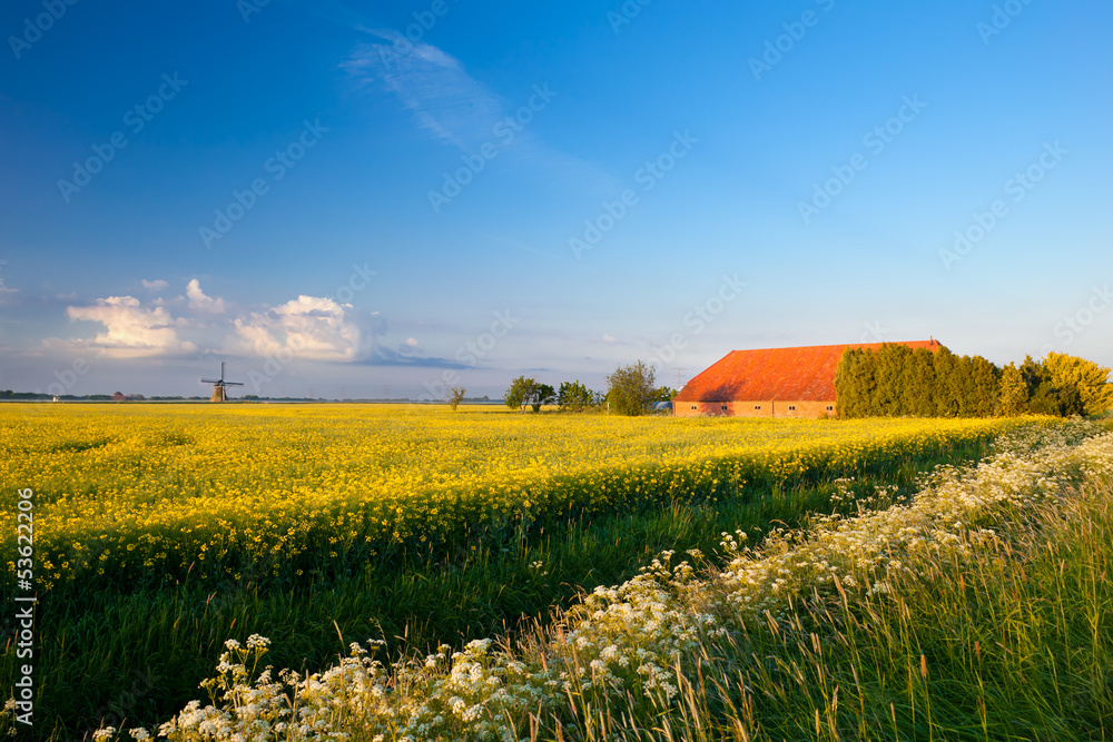 farm, windmill and canola fields under blue sky