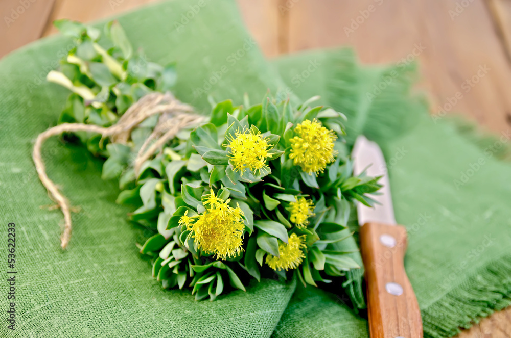 Fototapeta premium Rhodiola rosea on the board with a knife