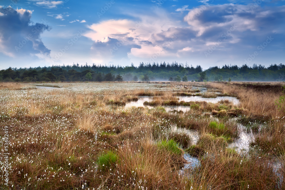 cotton-grass on swamp and blue sky