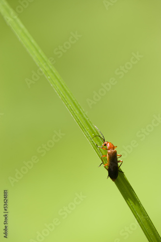 Orange and black insect coleopteron