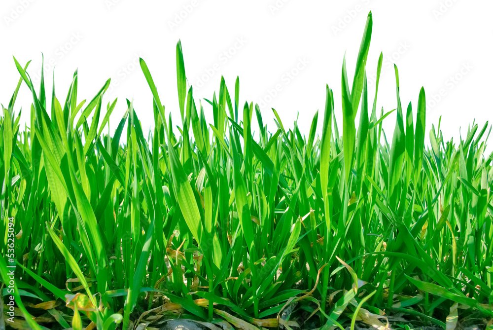 Obraz premium Stalks of grass isolated on white background.