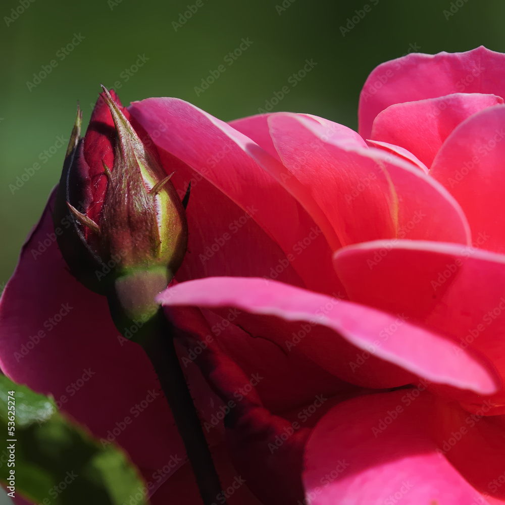 Fototapeta premium rose 92