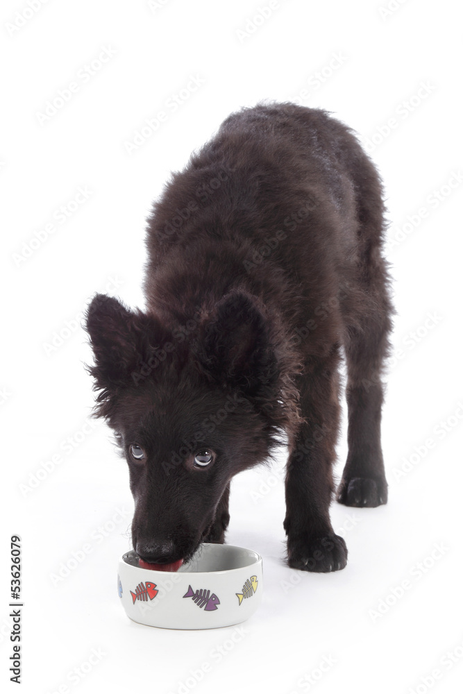 jeune chien mudi noir de 3 mois buvant eau